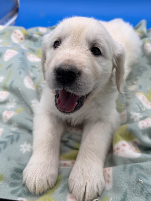 Golden Retriever Puppies media 3