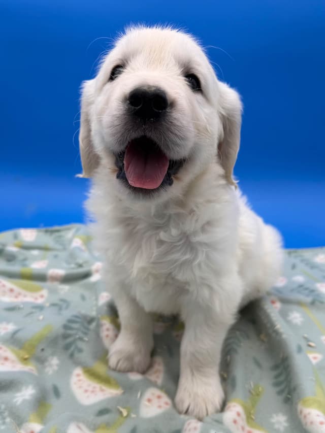 Golden Retriever Puppies media 5
