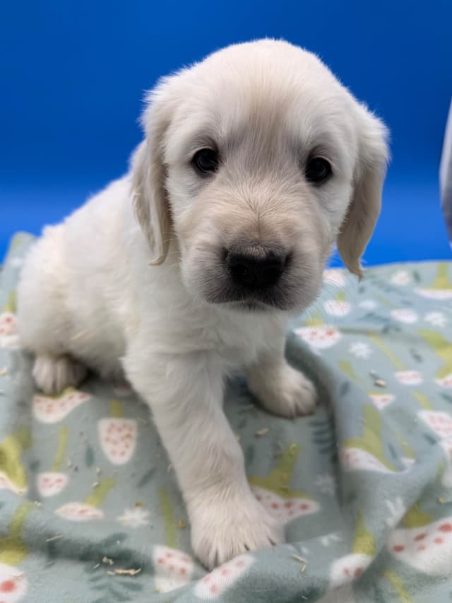 Golden Retriever Puppies media 6