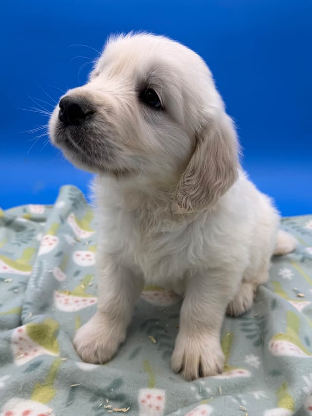 Golden Retriever Puppies media 7