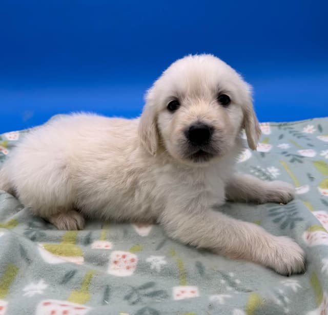Golden Retriever Puppies media 8