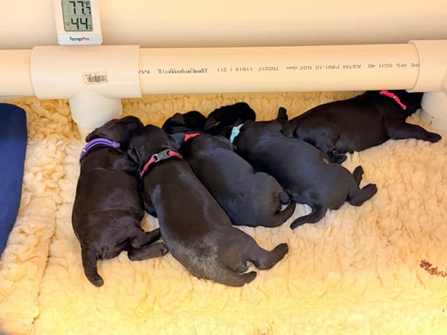 Kerry Blue Terrier Puppies media 3