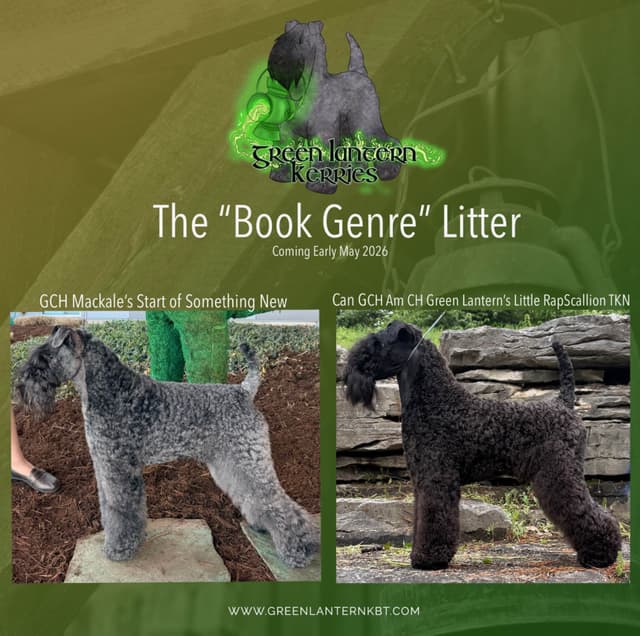 Kerry Blue Terrier Puppies media 2