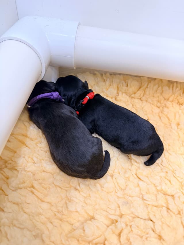 Kerry Blue Terrier Puppies media 4