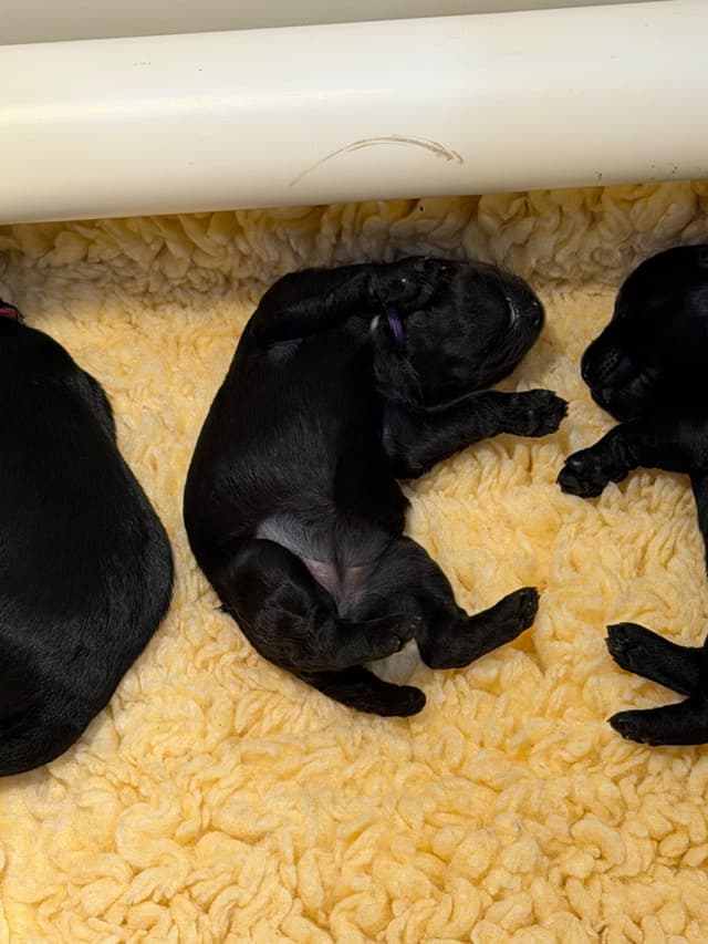 Kerry Blue Terrier Puppies media 5