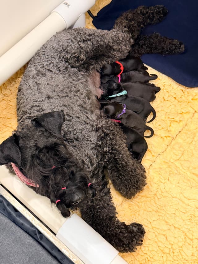 Kerry Blue Terrier Puppies media 7