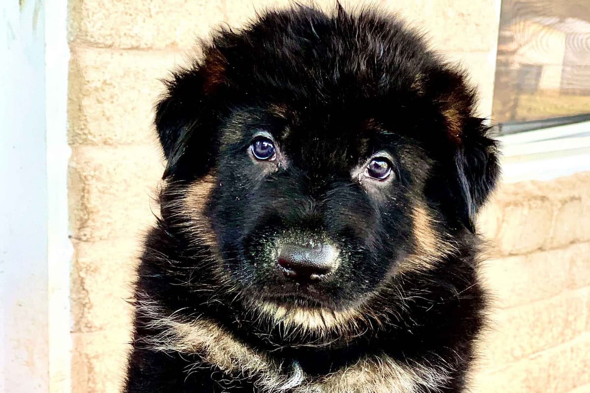 German Shepherd Dog Puppies breeder image 4