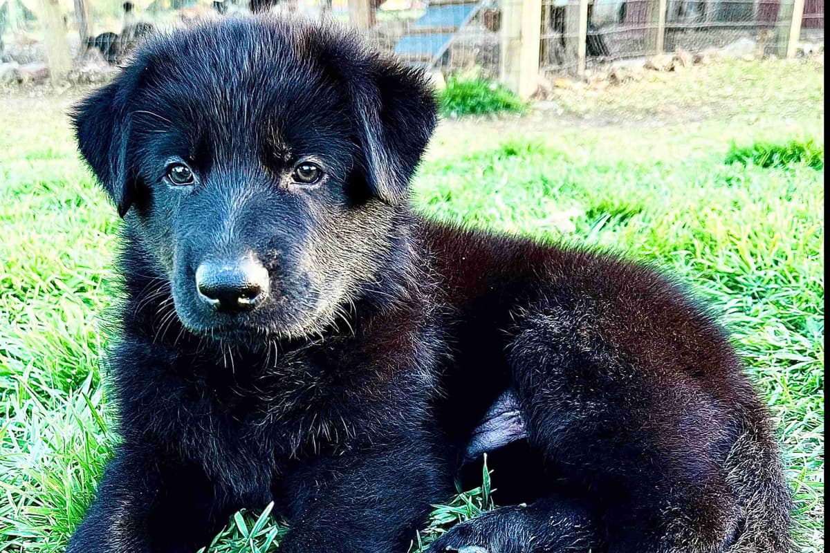 German Shepherd Dog Puppies breeder image 5