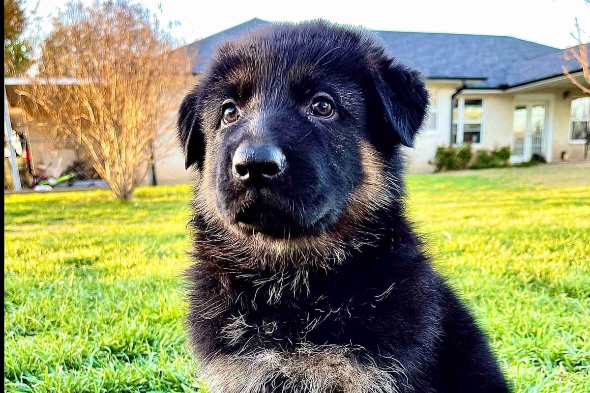 German Shepherd Dog Puppies breeder image 6