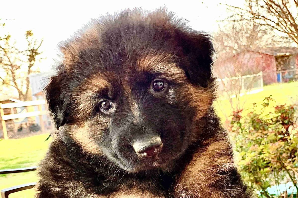 German Shepherd Dog Puppies breeder image 7