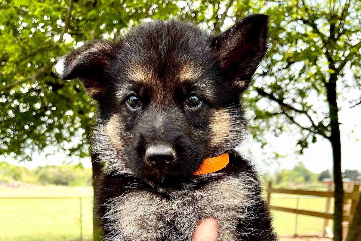 German Shepherd Dog Puppies breeder image 8
