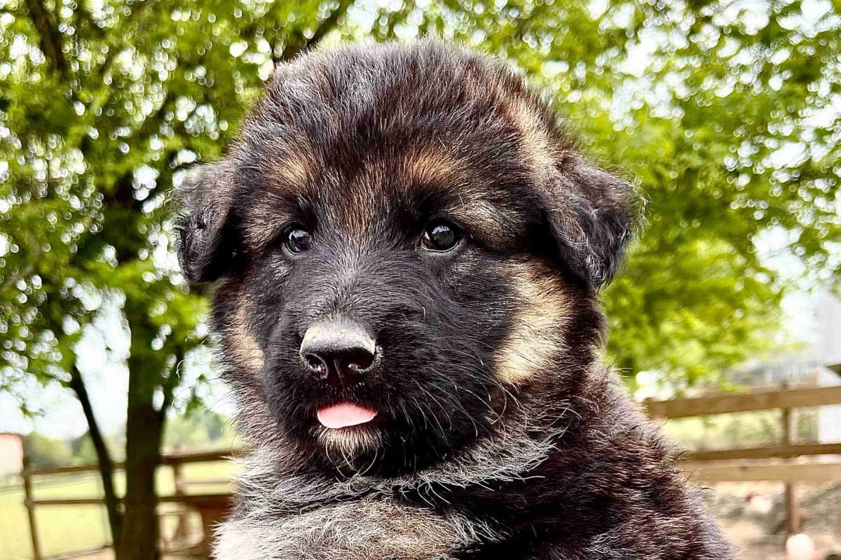 German Shepherd Dog Puppies breeder image 9