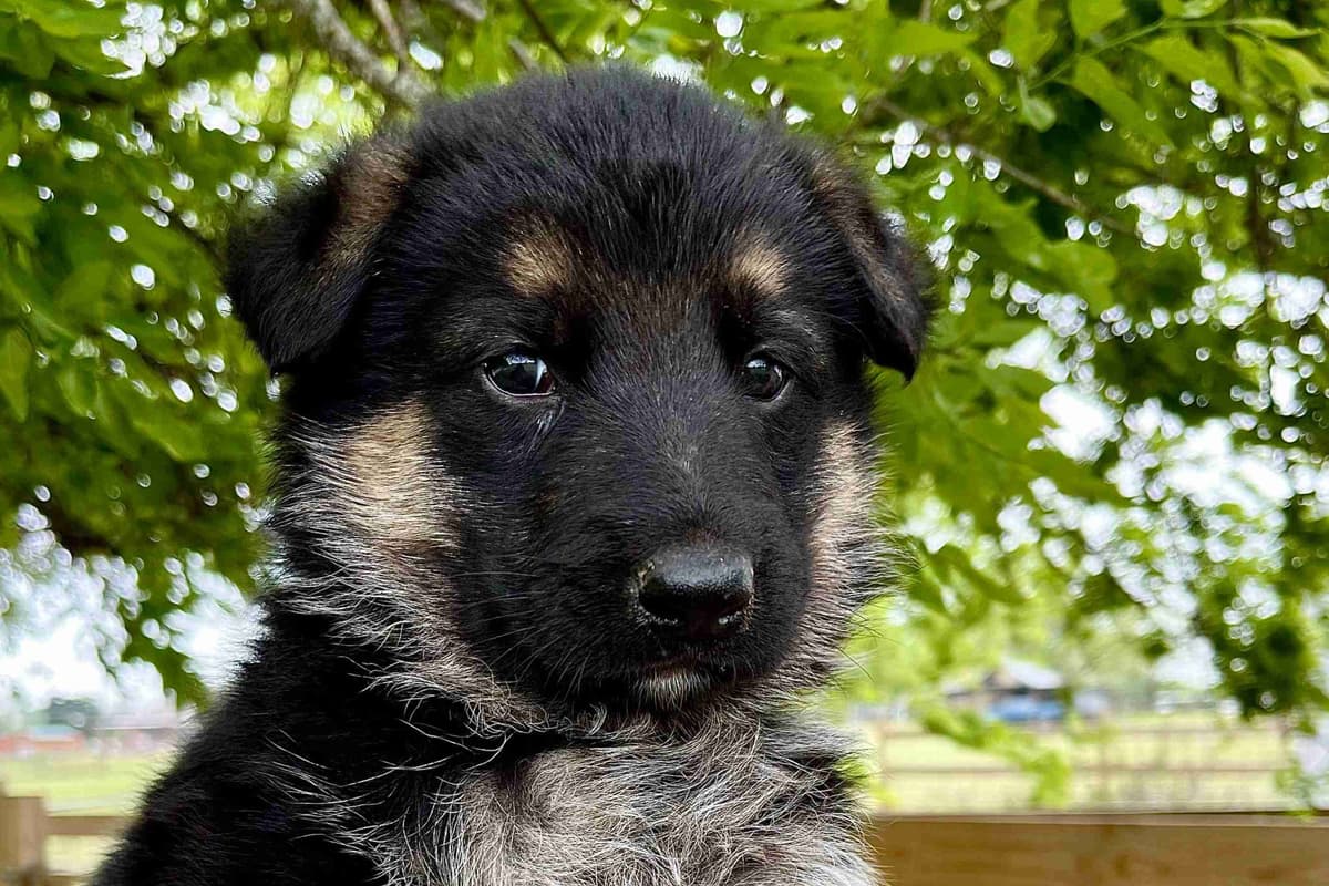 German Shepherd Dog Puppies breeder image 10