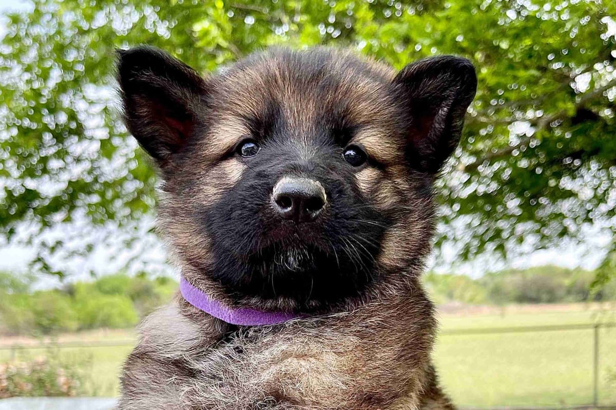 German Shepherd Dog Puppies breeder image 11