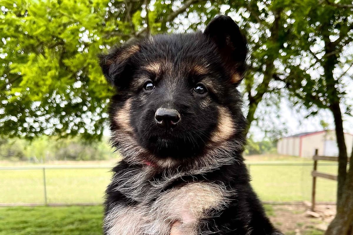 German Shepherd Dog Puppies breeder image 12