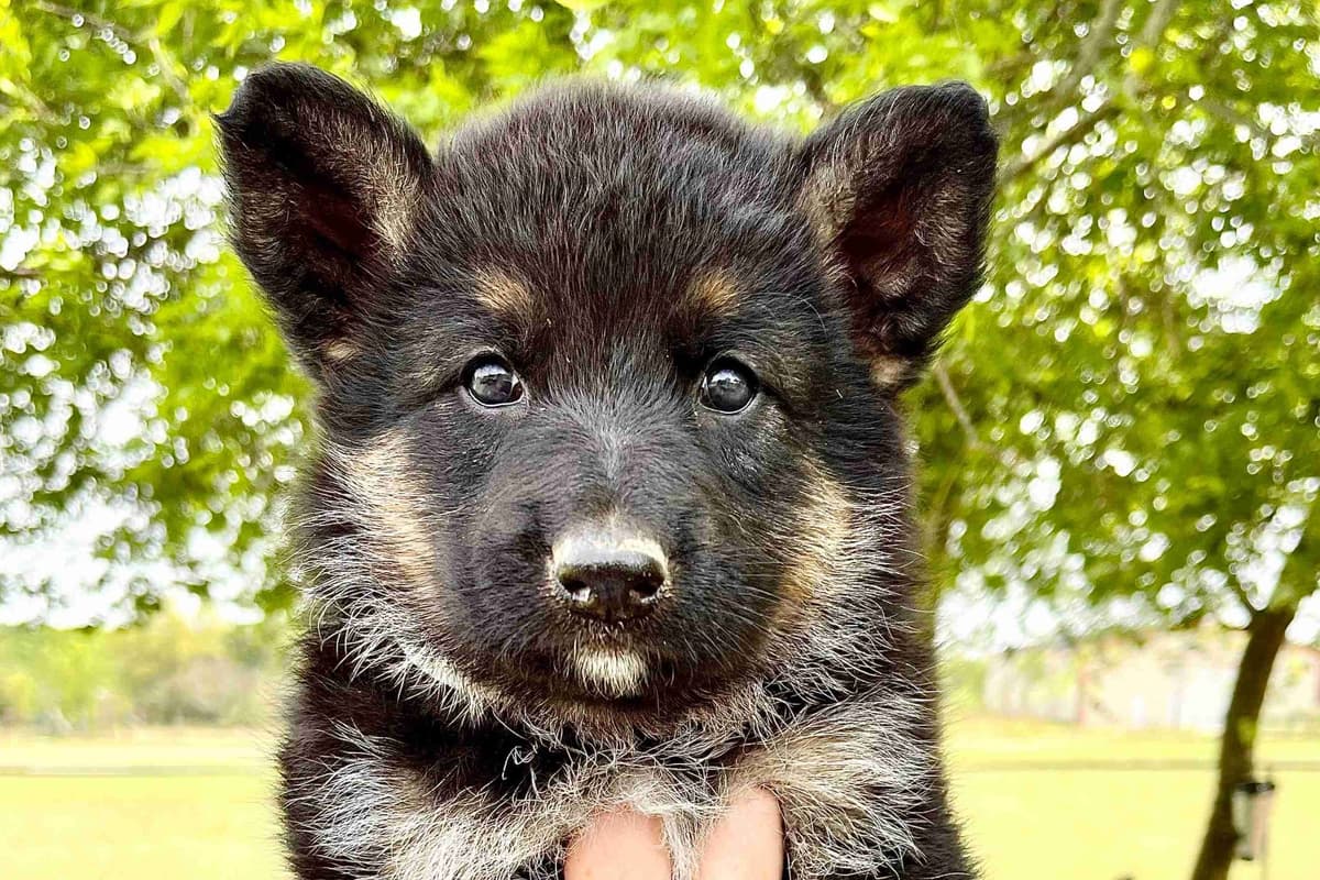 German Shepherd Dog Puppies breeder image 13