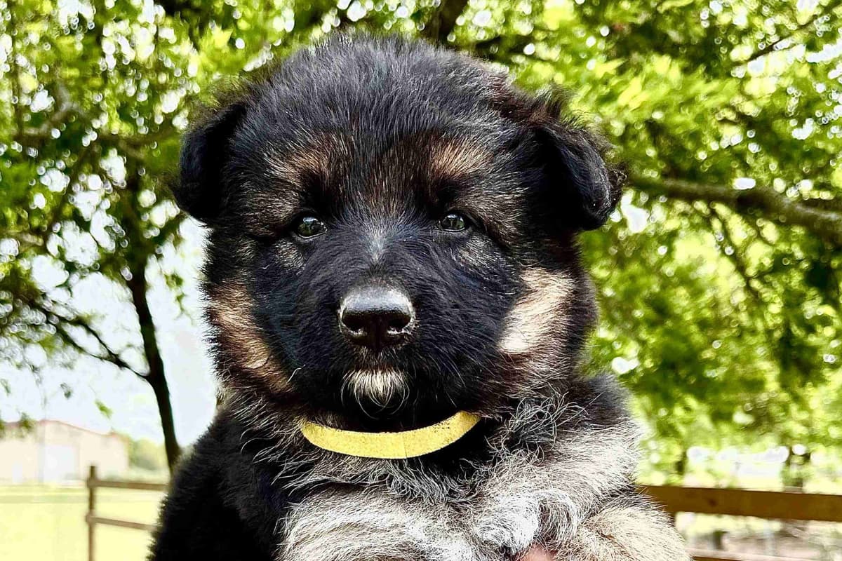 German Shepherd Dog Puppies breeder image 14