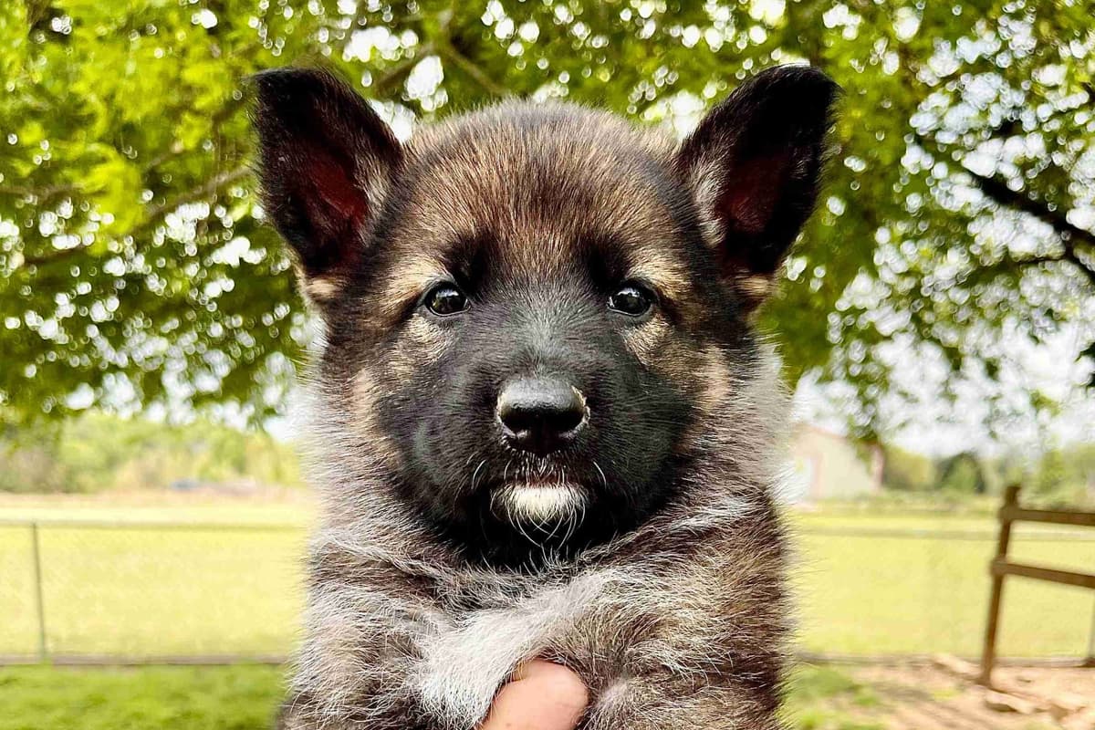 German Shepherd Dog Puppies breeder image 15