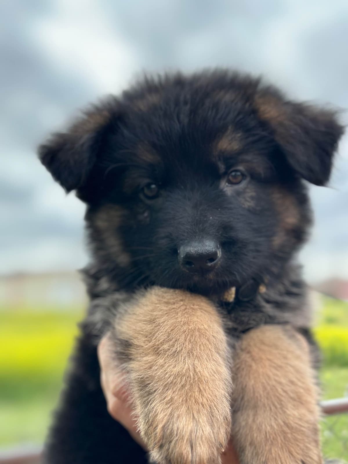 German Shepherd Dog Puppies breeder image 16