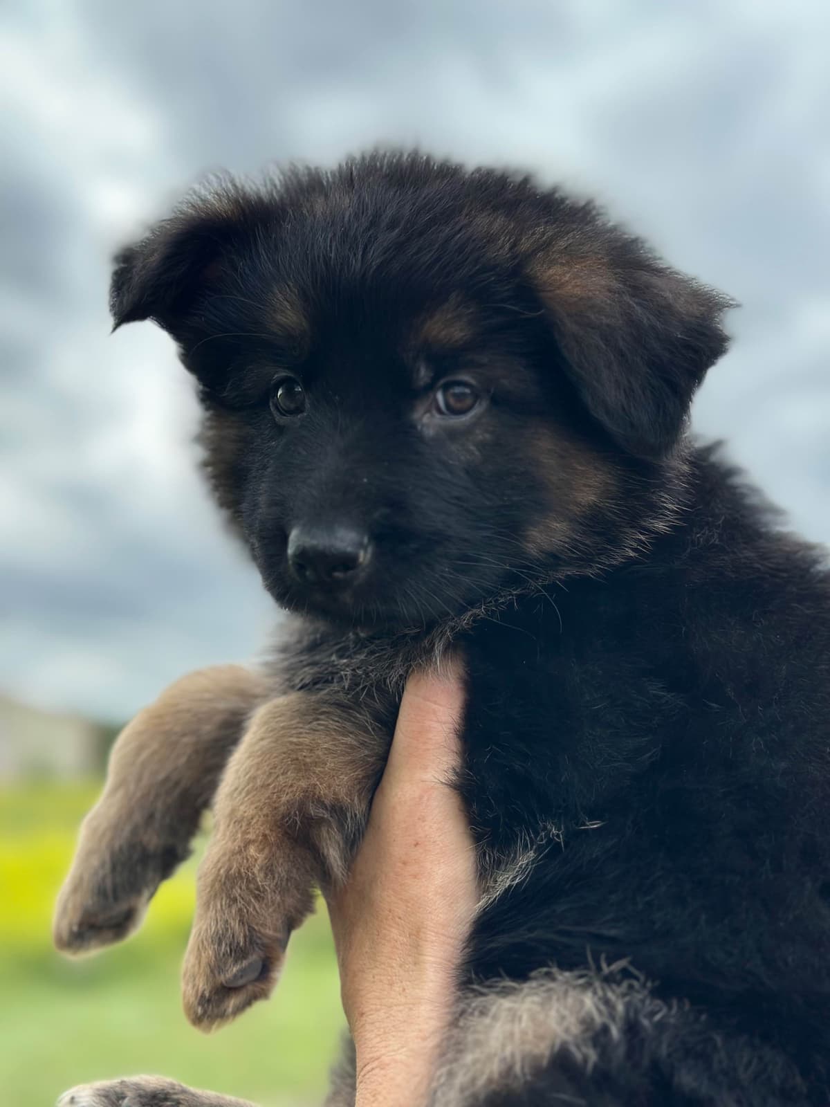 German Shepherd Dog Puppies breeder image 17
