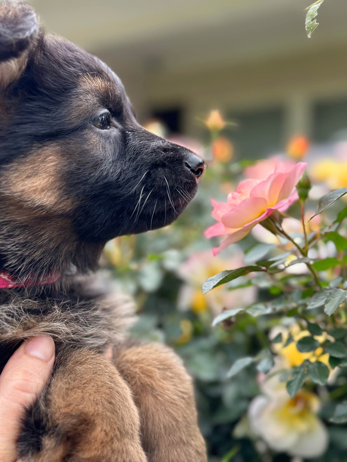 German Shepherd Dog Puppies breeder image 2
