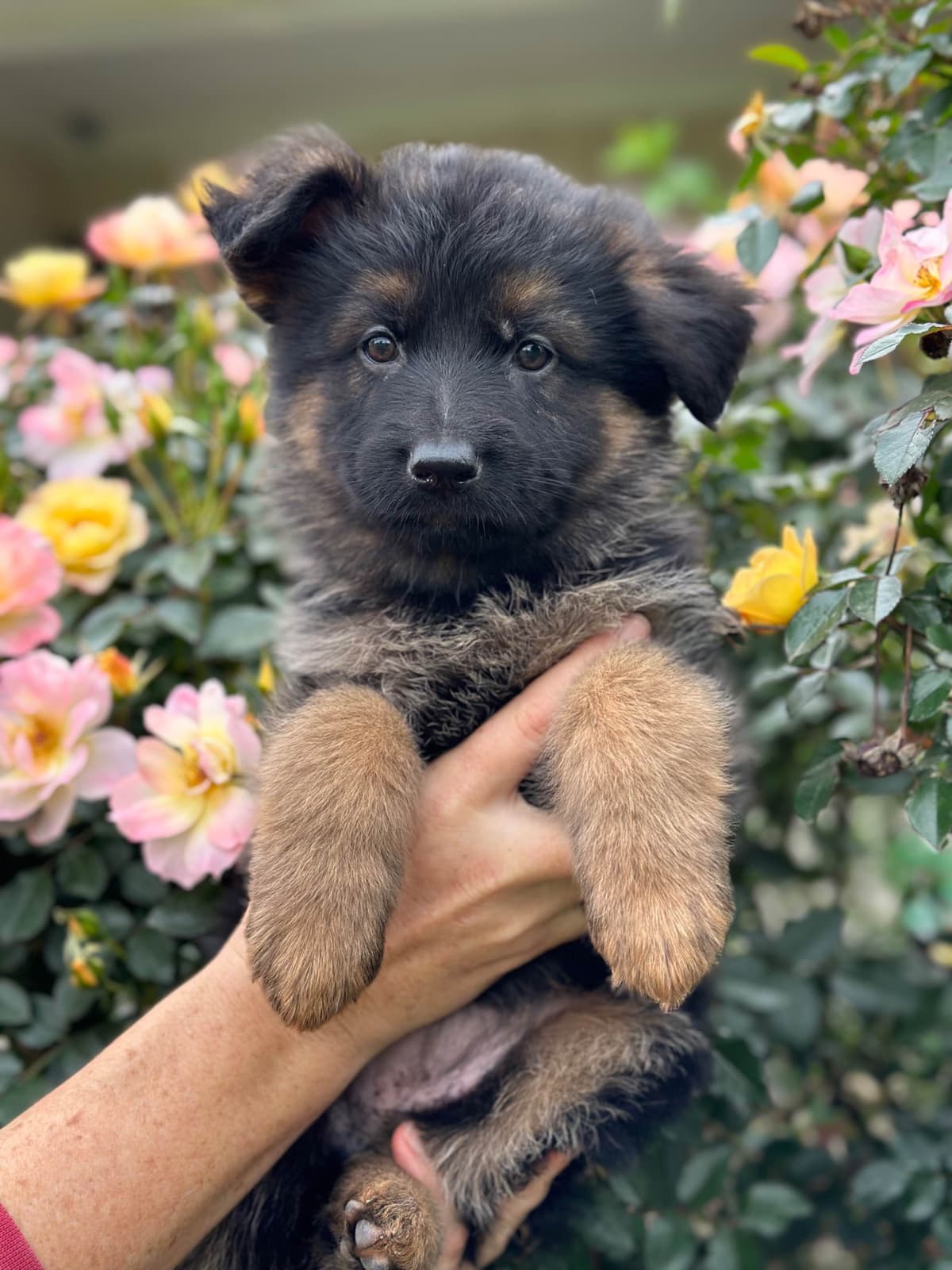 German Shepherd Dog Puppies breeder image 3