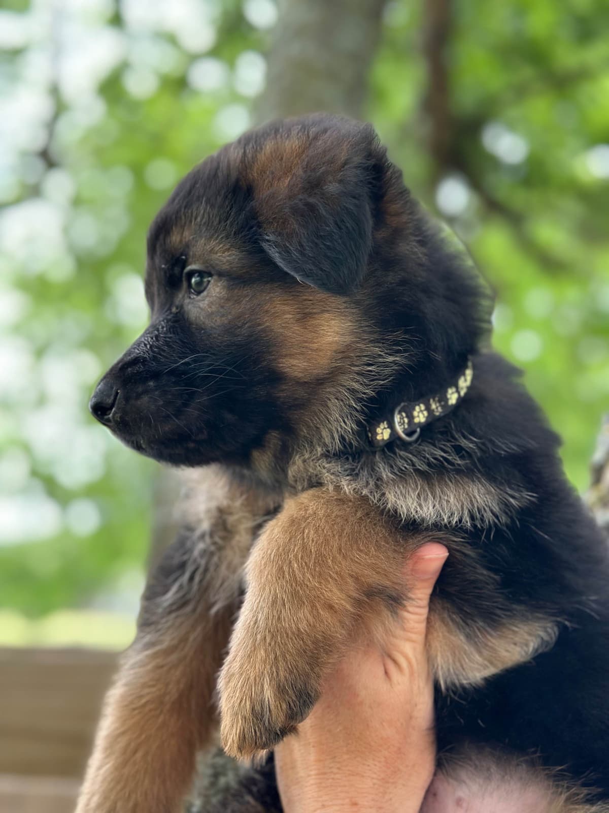German Shepherd Dog Puppies breeder image 18