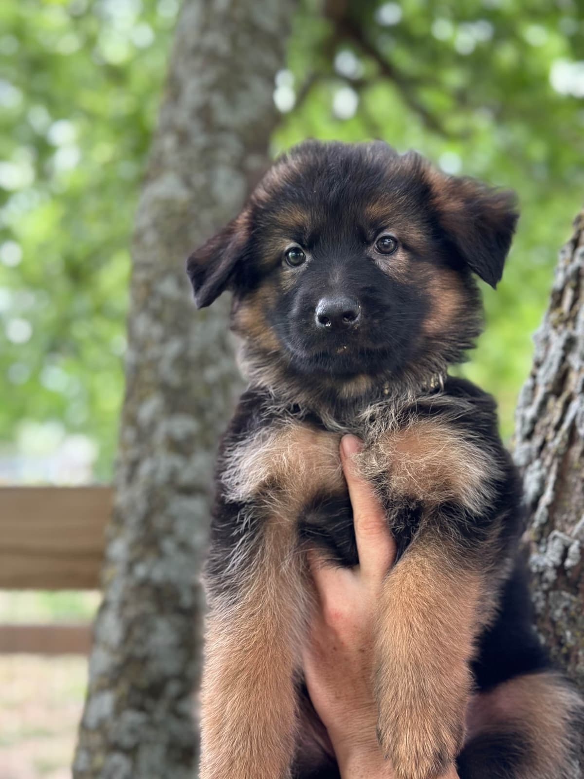 German Shepherd Dog Puppies breeder image 19