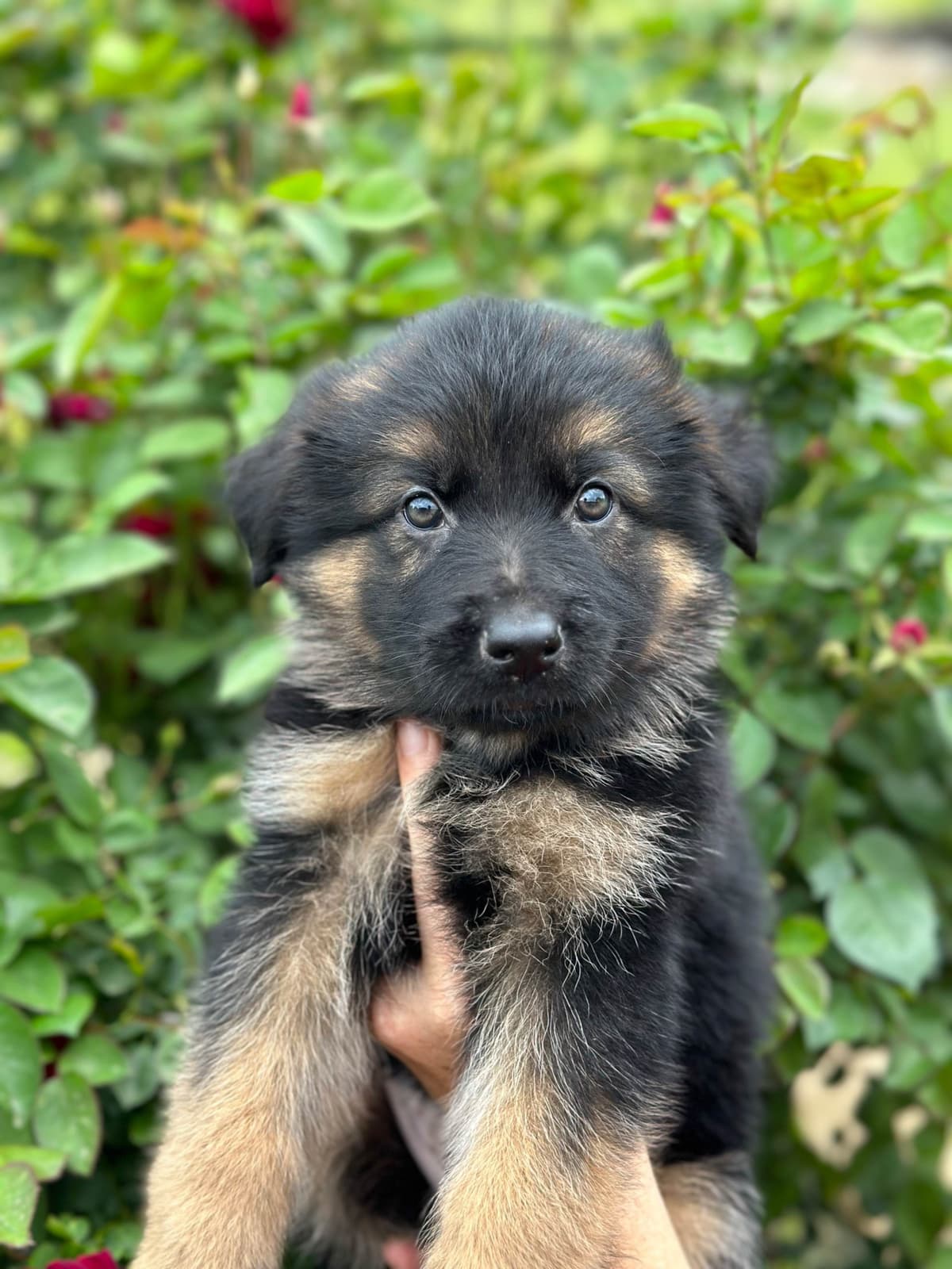 German Shepherd Dog Puppies breeder image 20