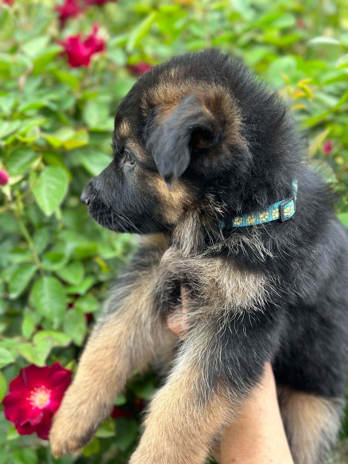 German Shepherd Dog Puppies breeder image 22