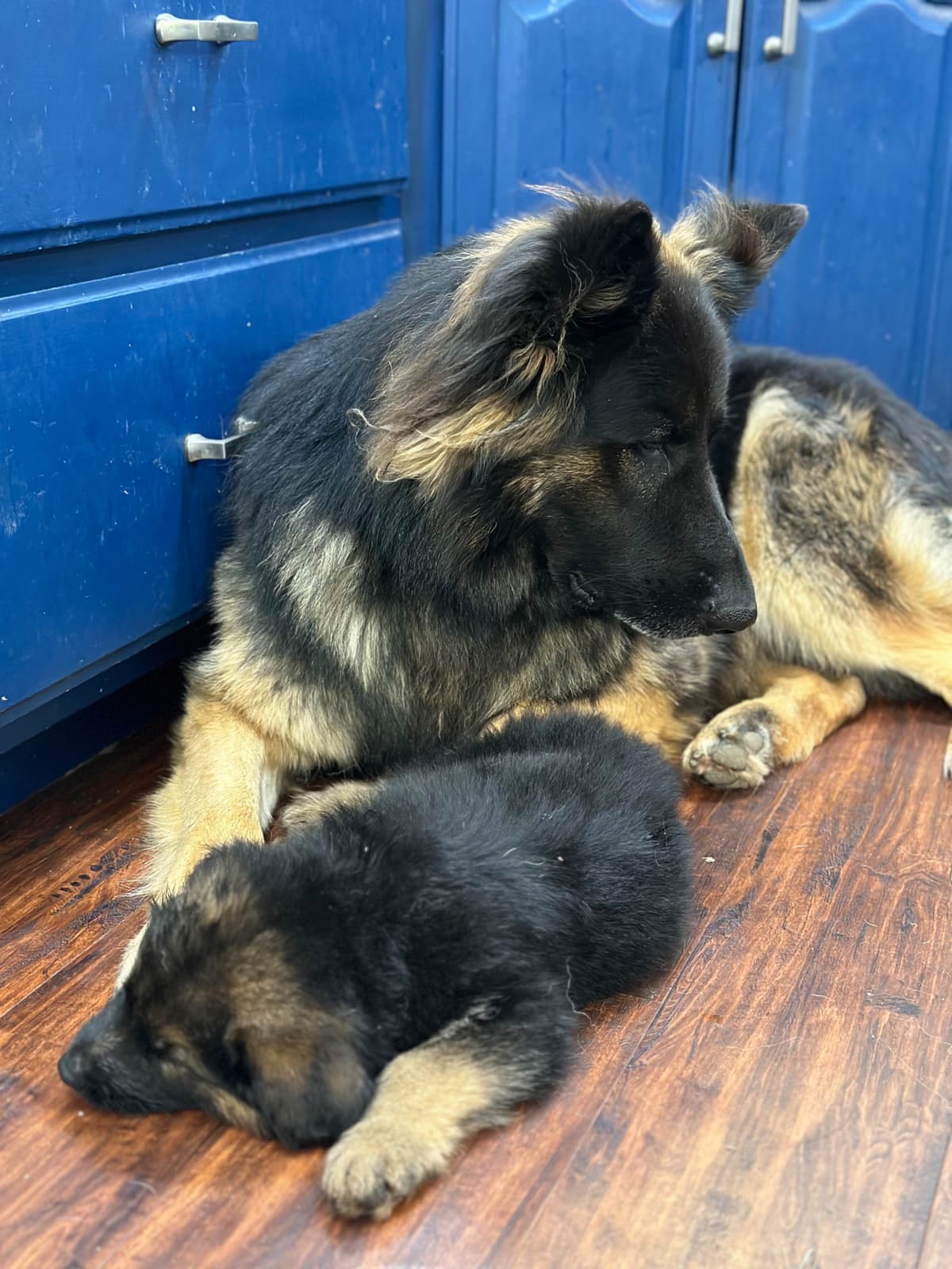 German Shepherd Dog Puppies breeder image 21