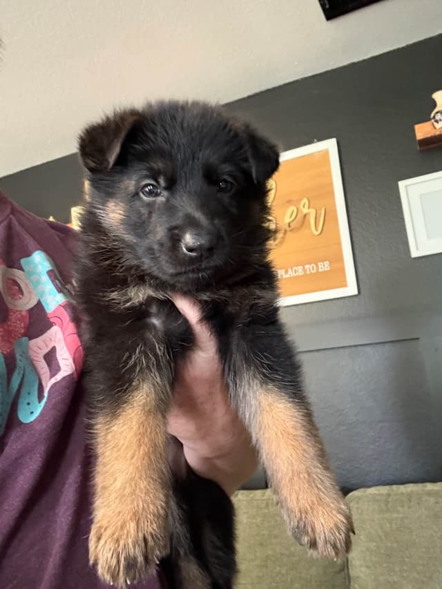 German Shepherd Dog Puppies media 6
