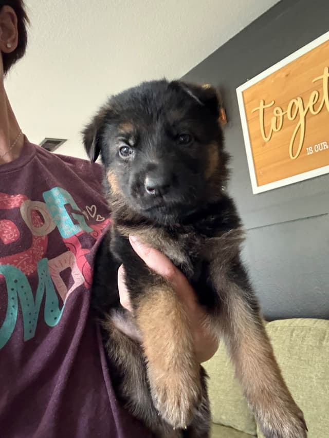 German Shepherd Dog Puppies media 7