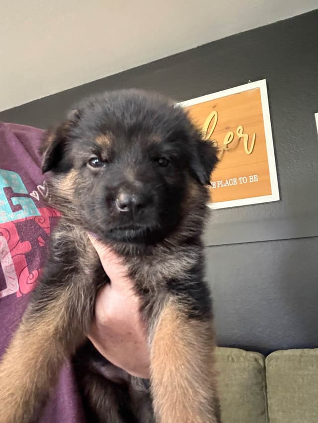 German Shepherd Dog Puppies media 8