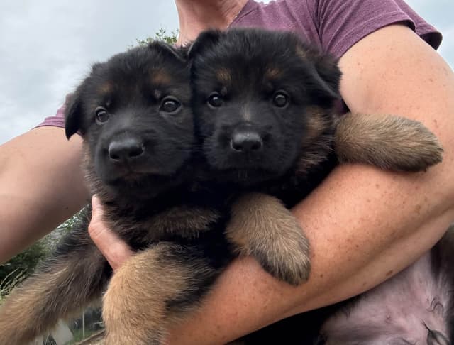German Shepherd Dog Puppies media 9