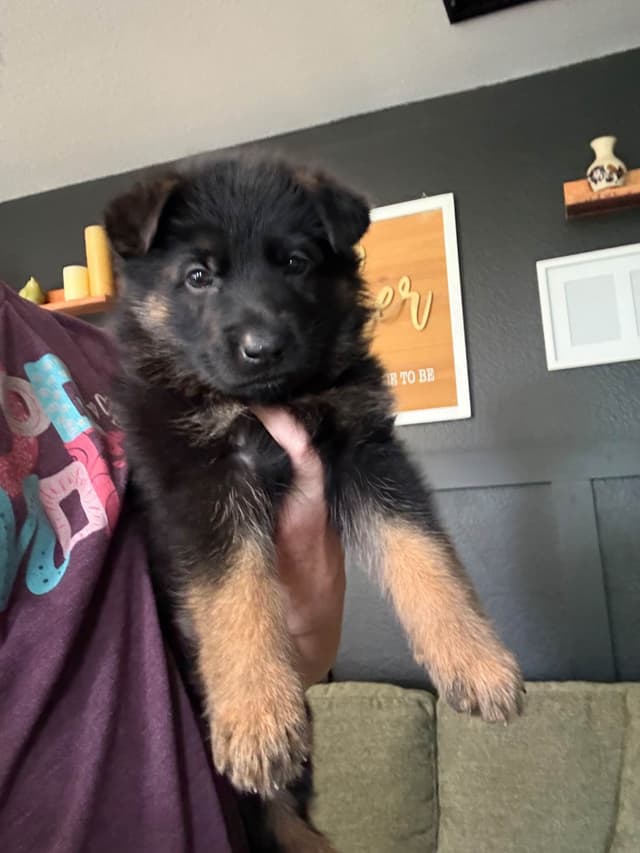 German Shepherd Dog Puppies media 10