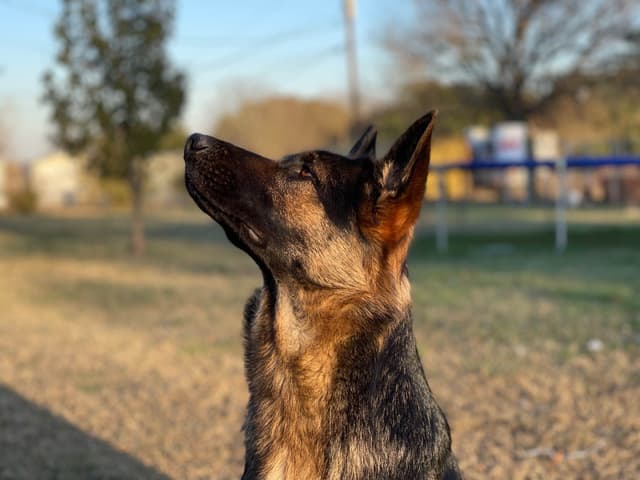German Shepherd Dog Puppies media 11