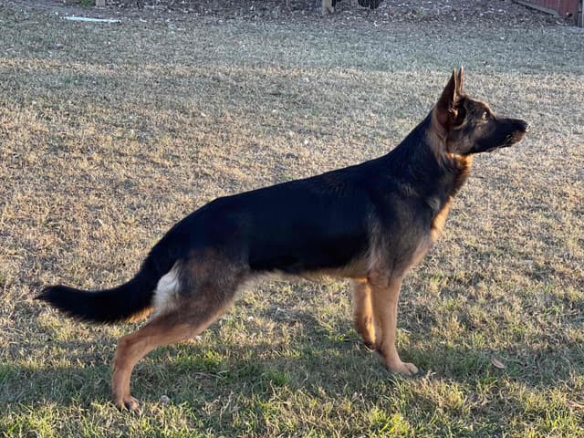 German Shepherd Dog Puppies media 13