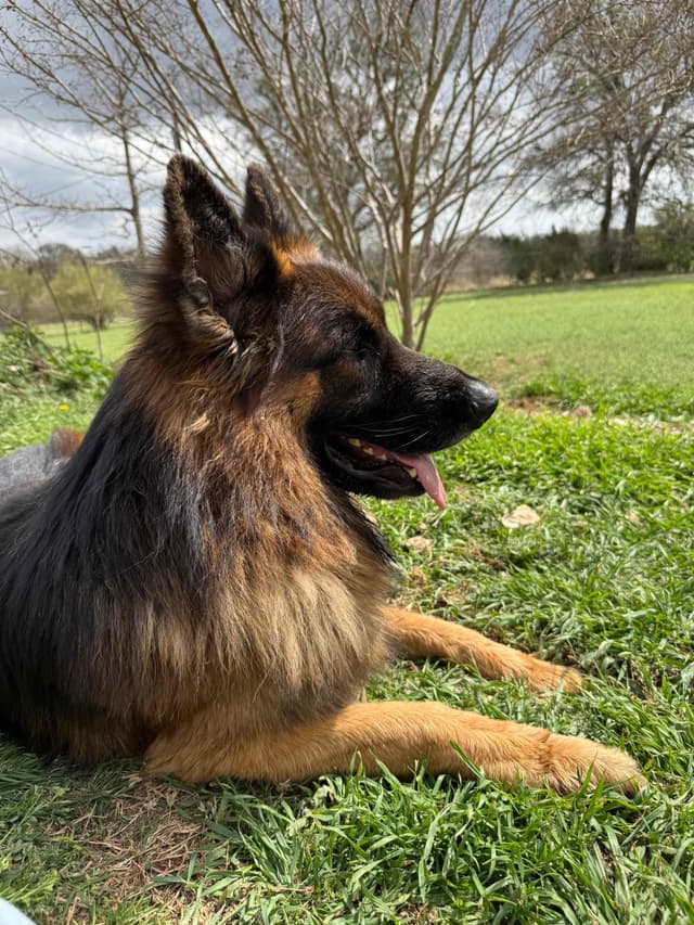 German Shepherd Dog Puppies media 14