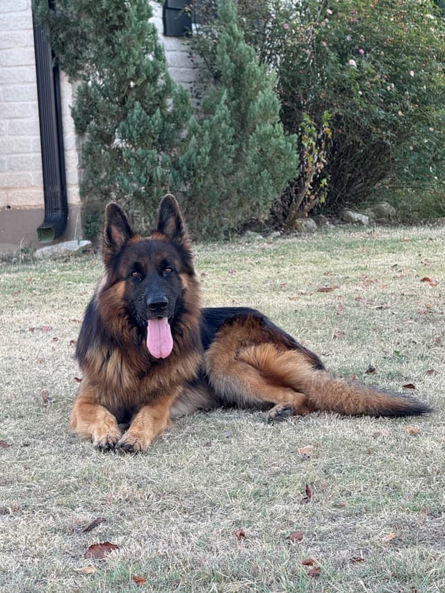 German Shepherd Dog Puppies media 15