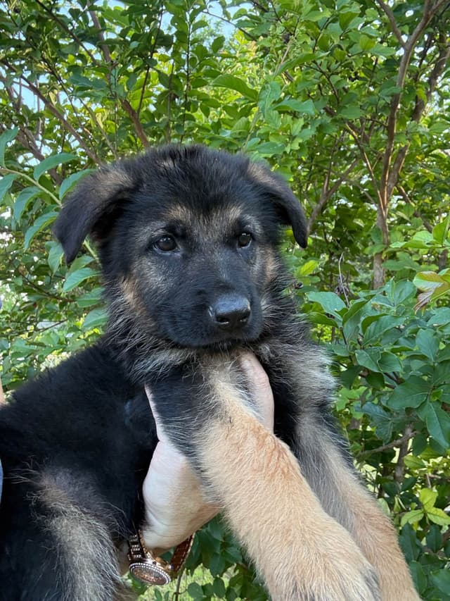 German Shepherd Dog Puppies media 2