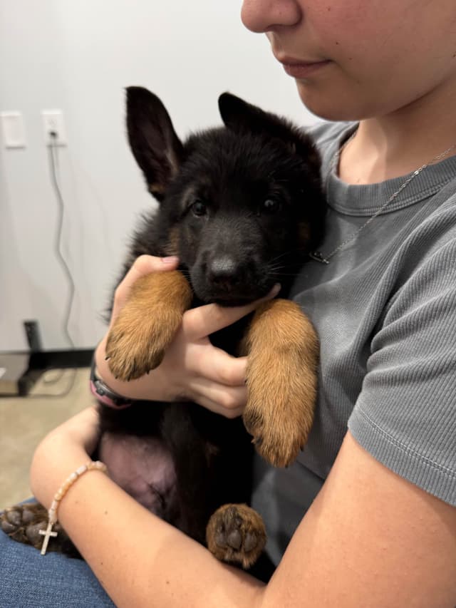 German Shepherd Dog Puppies media 4