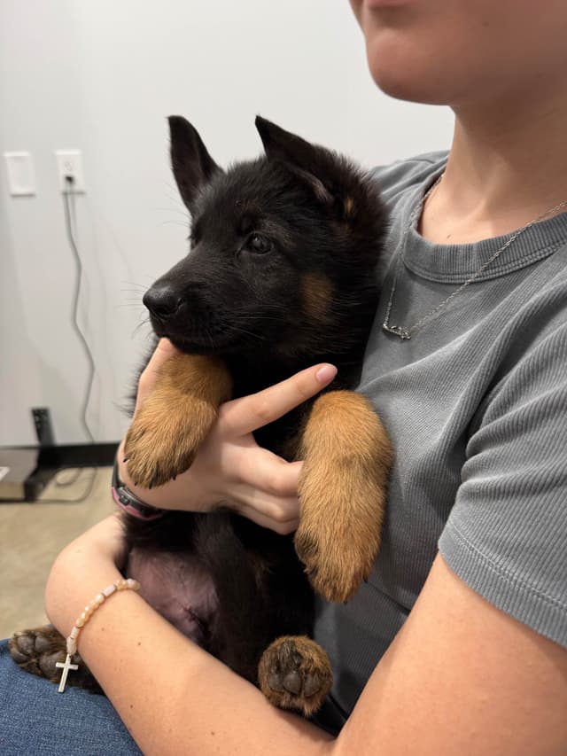 German Shepherd Dog Puppies media 3