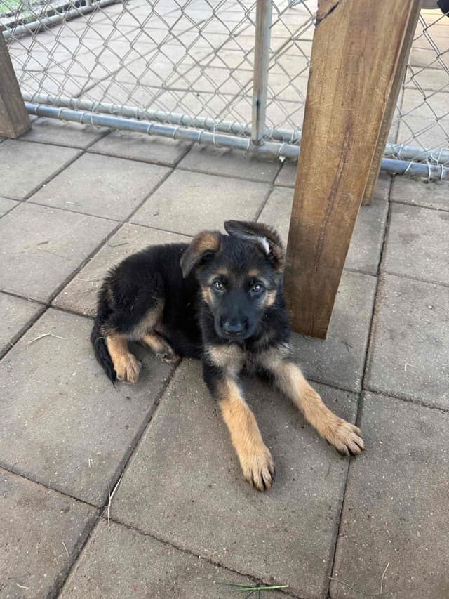 German Shepherd Dog Puppies media 5
