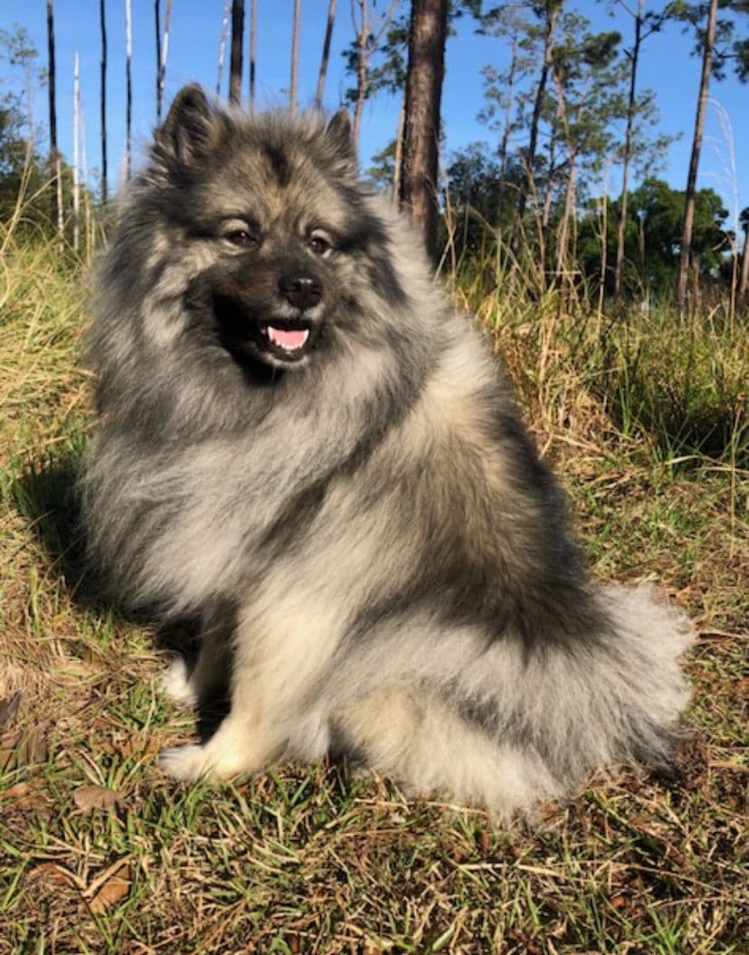 Keeshond Puppies breeder image 1