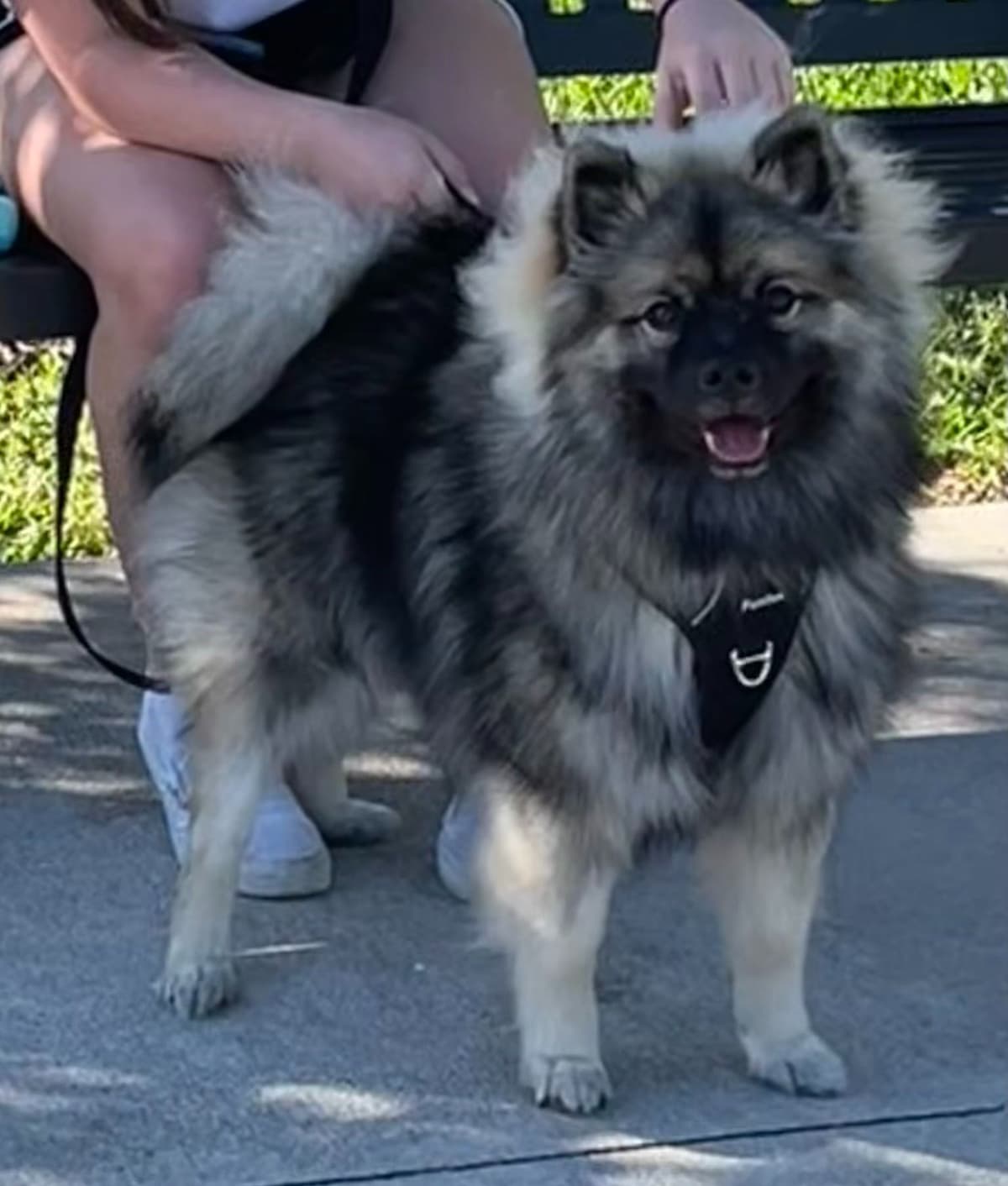 Keeshond Puppies breeder image 3