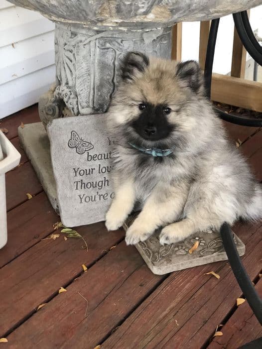 Keeshond Puppies breeder image 4