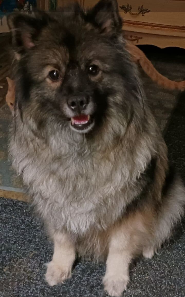 Keeshond Puppies breeder image 6