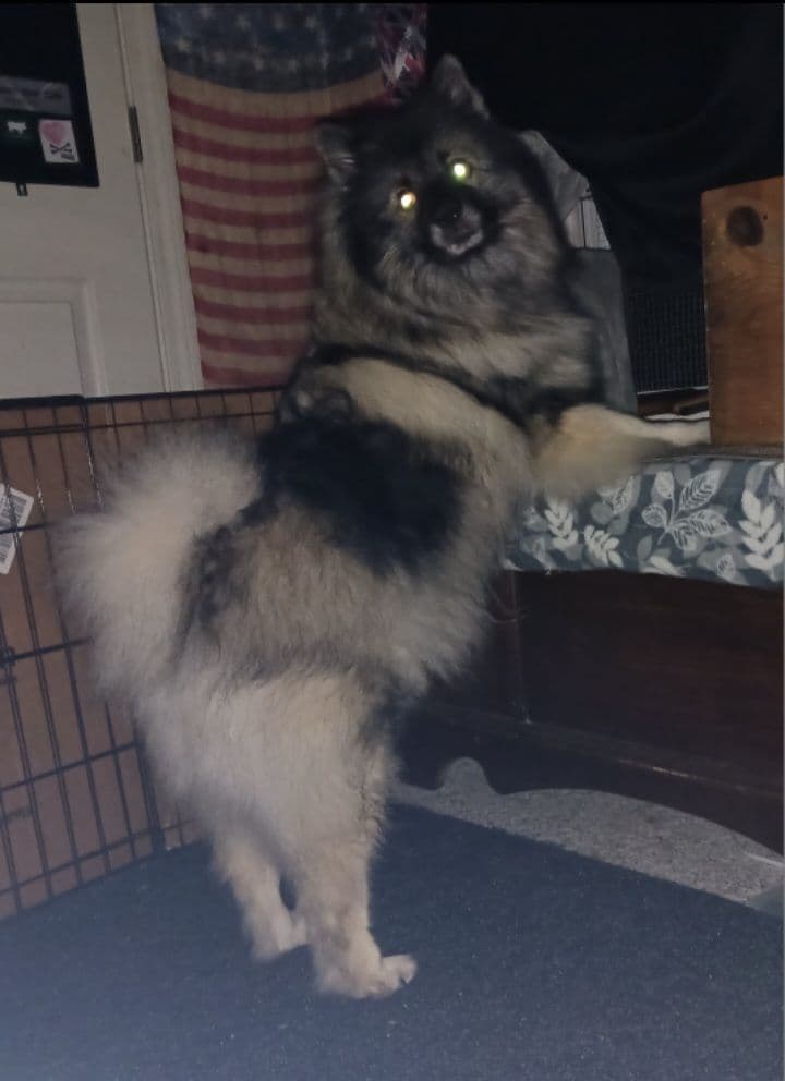 Keeshond Puppies breeder image 5