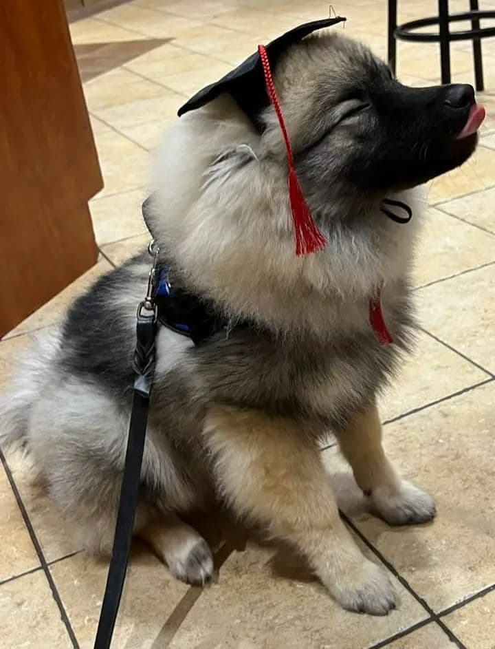 Keeshond Puppies breeder image 7